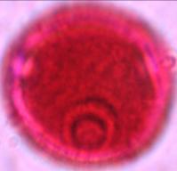 triodanis 